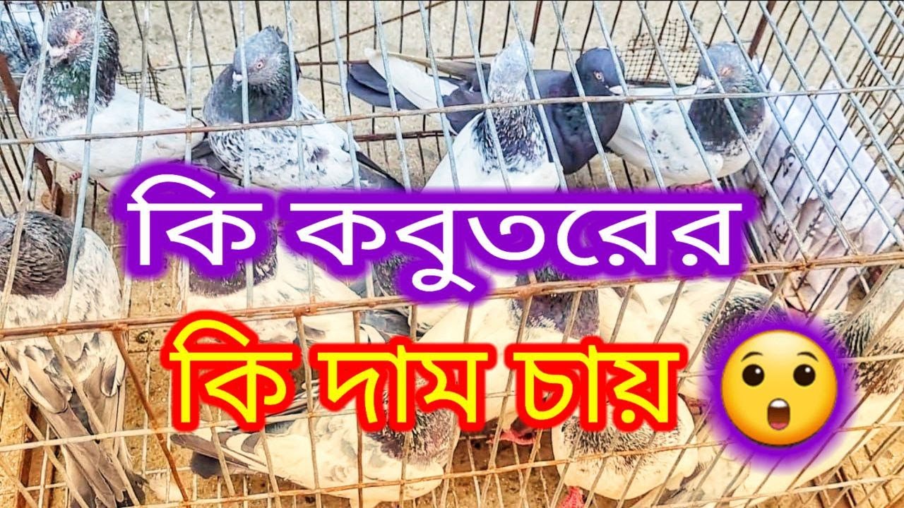 15 রোজায় মিরপুর এর কবুতরের হাট একদম ফাঁকা😅 | Miraj Pigeon