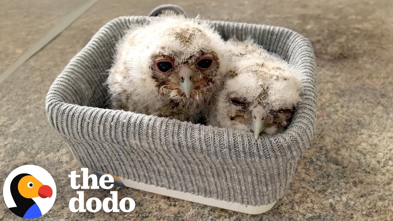 Три пушистых совёнка выросли и окрепли и вернулись в дикую природу | The Dodo