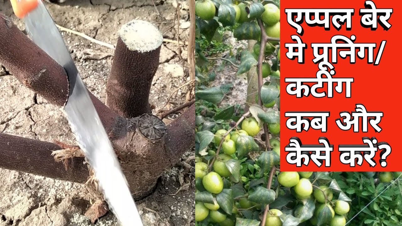 एप्पल बेर की कटिंग कब और कैसे करें|| How to Cutting/Pruning Apple Ber Plant | Pruning Date & Time ||