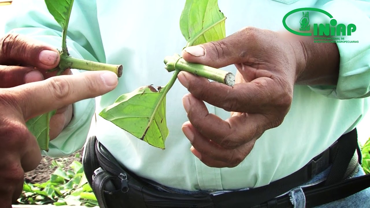 6  multiplicacion de plantulas de café por clones