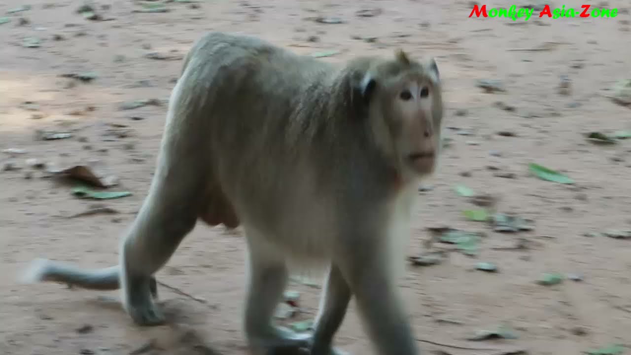 Loki Monkey Vs Duchess Monkey -Monkey David Sleep on Ground With Other Monkey
