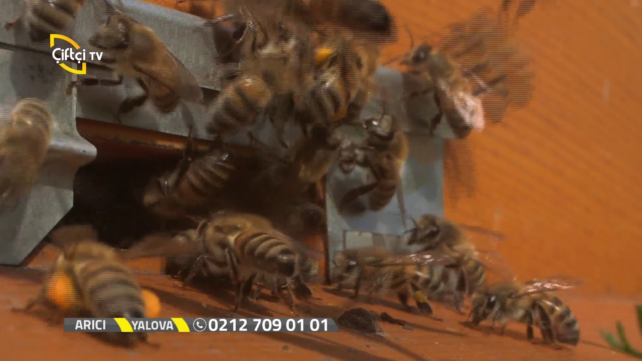 Arıcı - Arı Sütü Nasıl Üretilir?