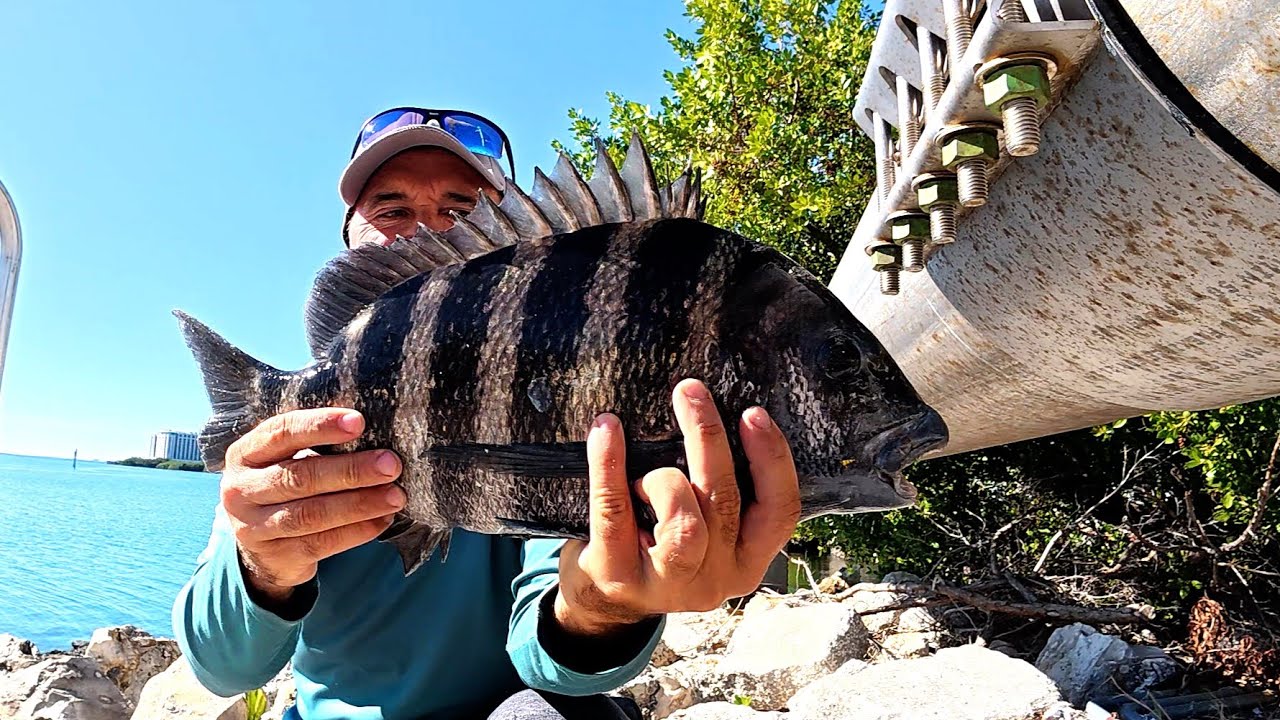 Fishing for Monster Sheepshead at This Tampa Bay Florida Bridge