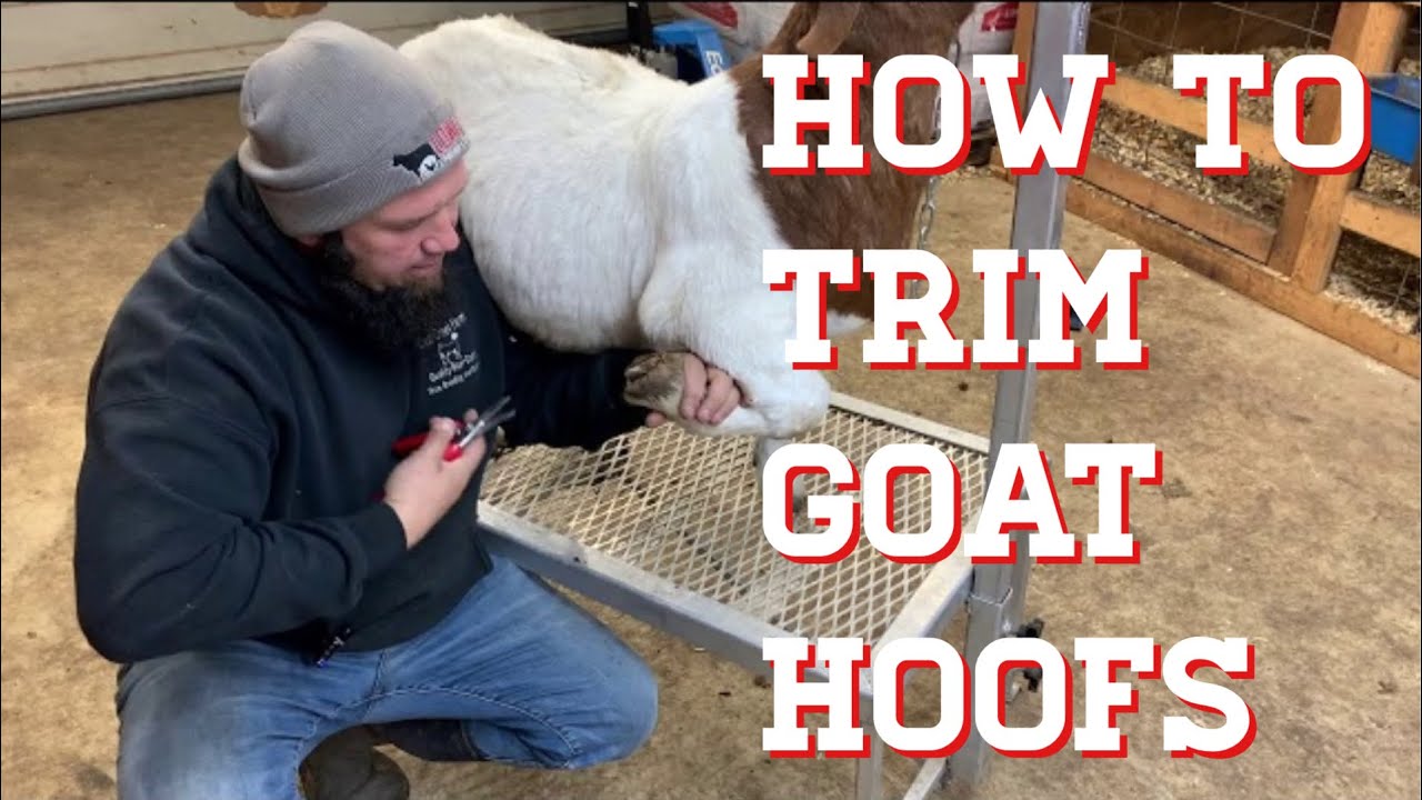 The Proper Way To Trim Goat Hoof With Hoof Trimmers(Premier1)(ARS Hoof Trimmers)