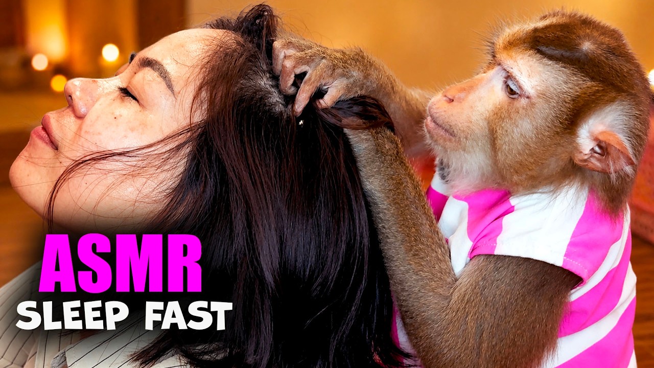 Monkey ASMR (No Talking) | Tingly CLOSE-UP Grooming to Fall Asleep FAST with DEEP Tingles