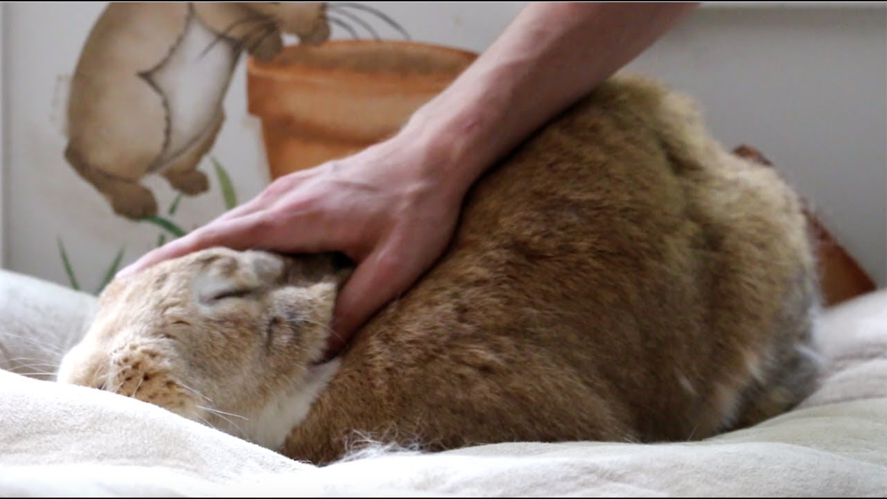Giant Bunny Gets Lots of Head Rubs!!!!!