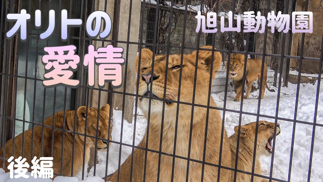 【旭山動物園オリトファミリー】父オリトの家族へ注ぐ愛情✨家族全員で過ごす一日