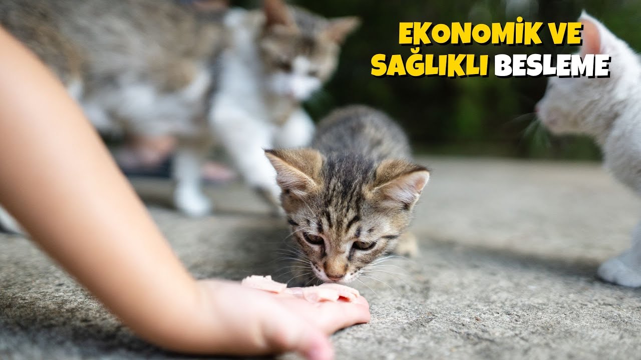 Sokak Kedilerini Nasıl Ekonomik ve Sağlıklı Besleriz?
