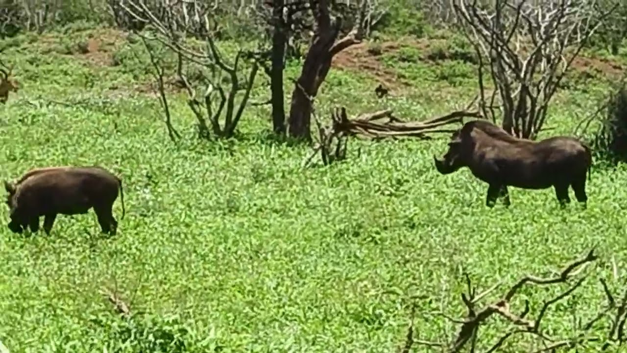 #wildlife#krugernationalpark#warthogsroaming#viralvideo#southafrica