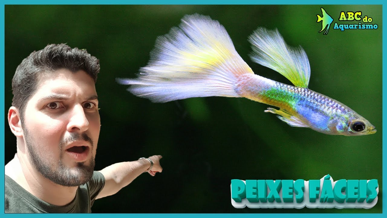 5 PEIXES IDEAIS PARA INICIANTES
