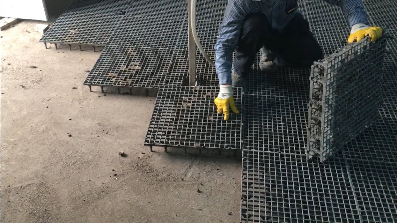 Gezen Tavuk Çiftliği Ataks Kümesi Izgara Altı Temizliği Ve Bahçe Turu