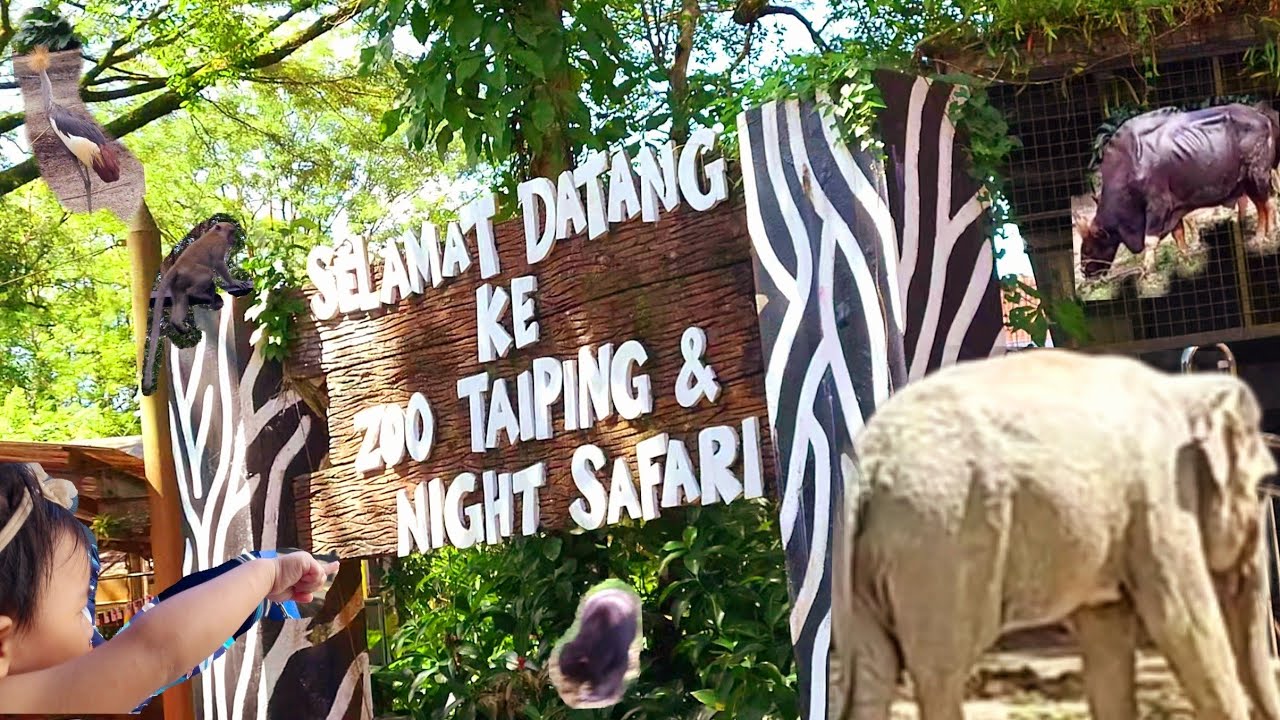 Mai Zoo Taiping naik Train Bawak Azlan Shah & Aira Najiha