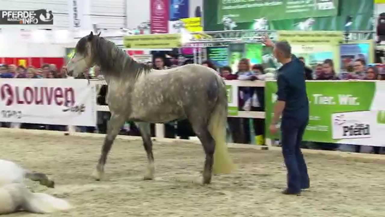 Equitana 2015 - Highlights Tag 6 (www-pferde-magazin.info)