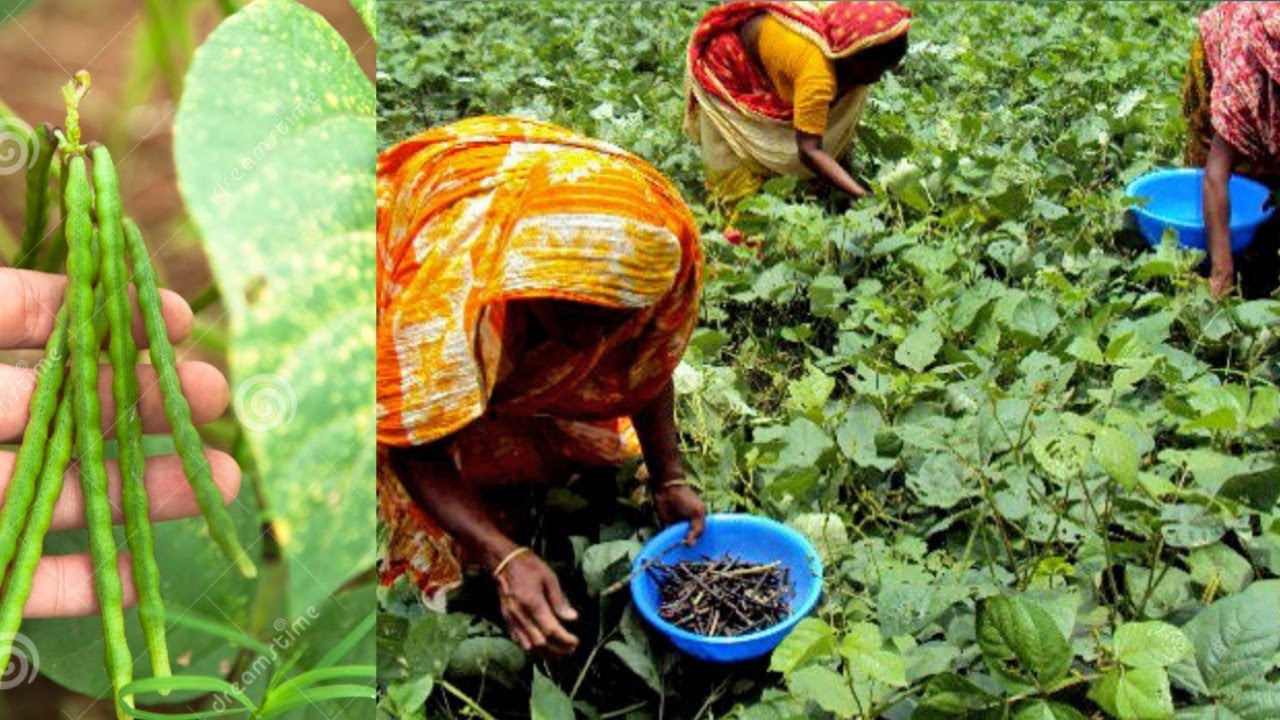 मूंग की खेती से लाखों कमाओ - स्टार एग्री सीड