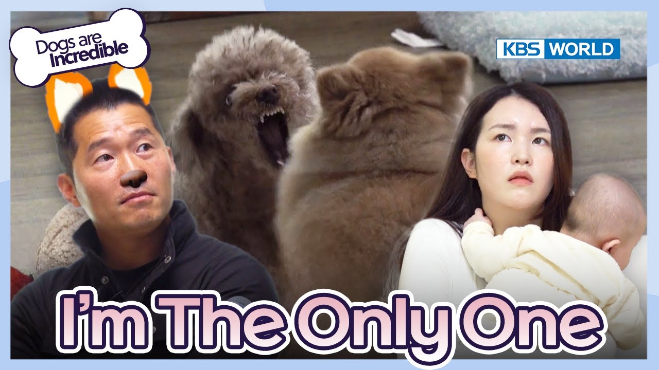 I’m The Only One 😈 [Dogs are incredible : EP.201-2] | KBS WORLD TV 240109
