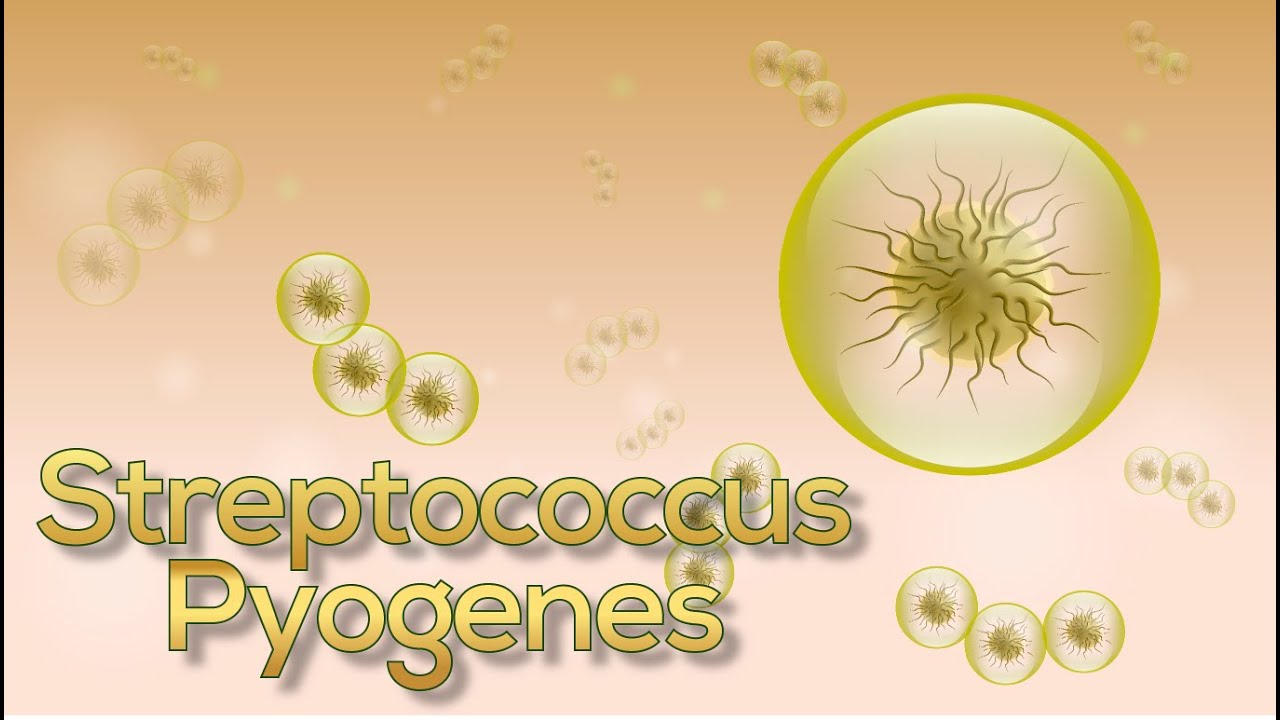 Streptococcus (Estreptococo) pyogenes en 9 minutos! (Animación)