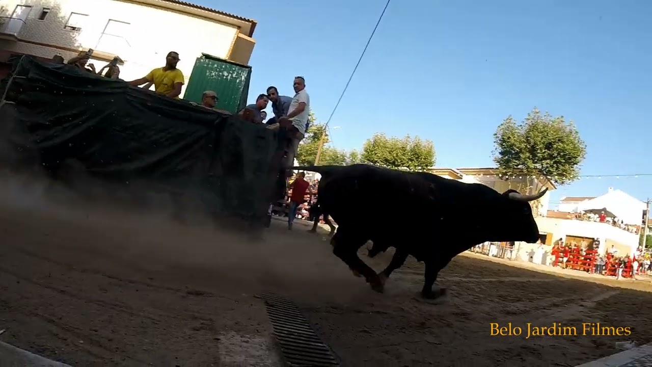 Os Melhores Momentos da Saída dos Toiros para as Ruas Durante as festas de Samora Correia 2025