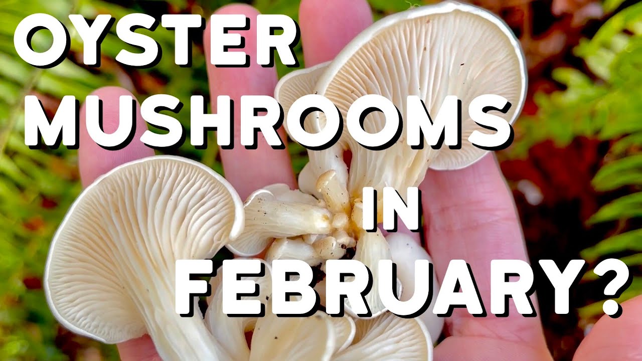 Mushroom Hunting in the Forest of Pacific Northwest - Foraging Oyster Mushrooms in February and more