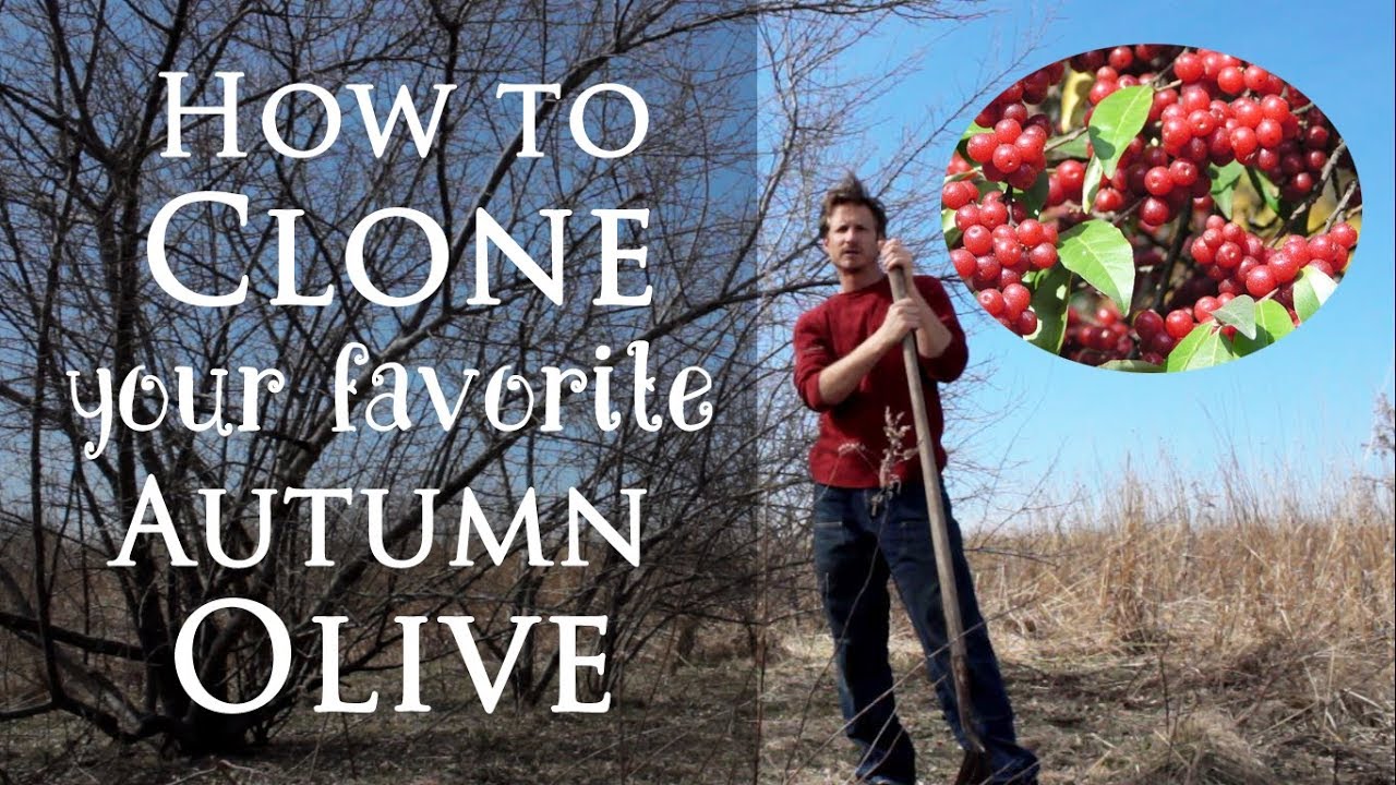 Permaculture Skills: Clone Your Favorite Autumn Olive