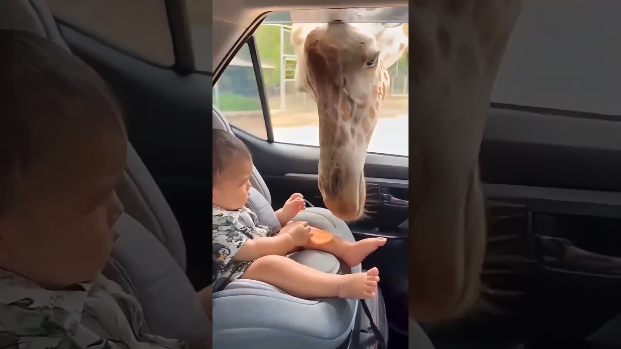 ternyata nagsih jerapah makan di zoo 🤣