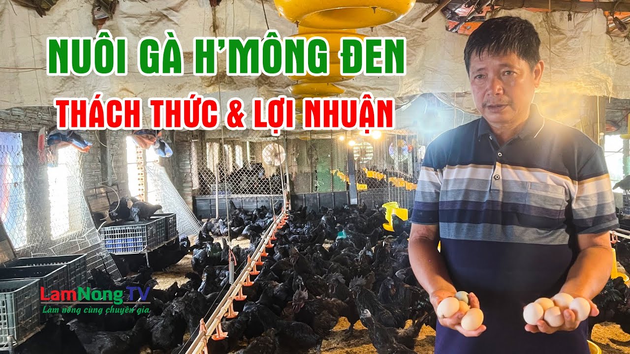 Nuôi Gà H'Mông Đen Lấy Trứng Làm Giống: Lãi 500K/Ngày Ở Hà Nội? | LamNongTV