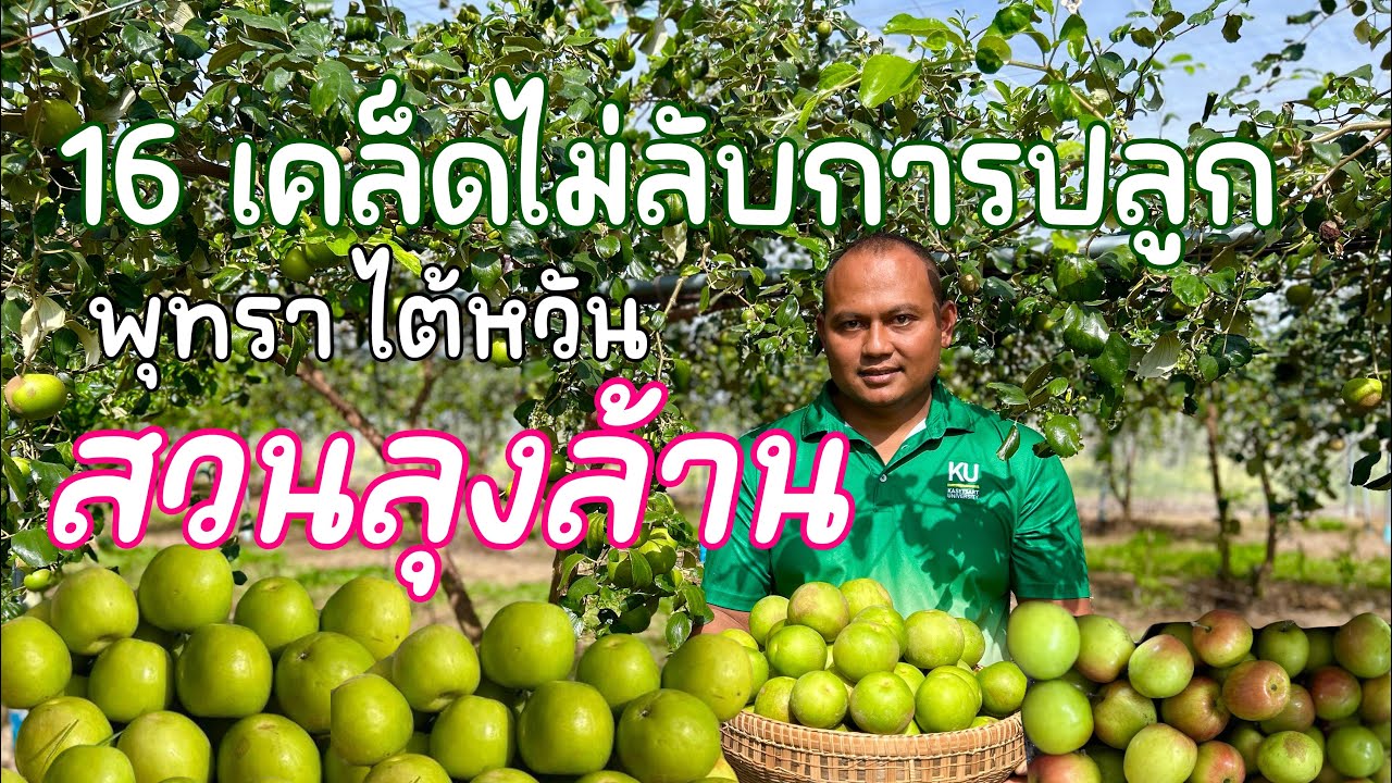 16 เคล็ดไม่ลับการปลูก 'พุทราไต้หวัน' สวนลุงล้าน จ.บุรีรัมย์