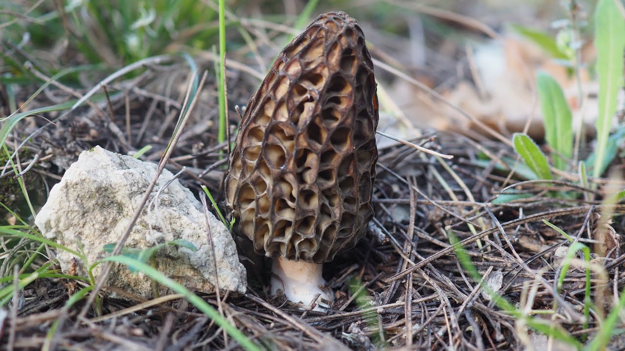 Morilles coniques en Provence