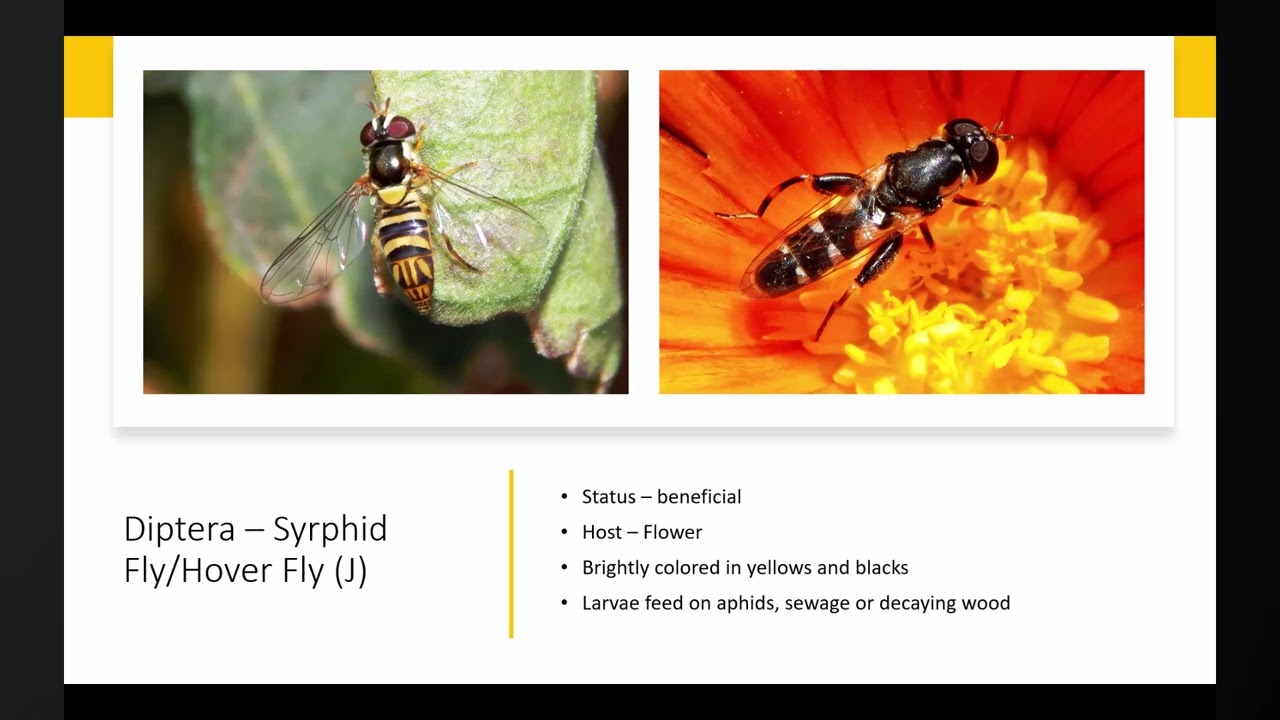 Diptera