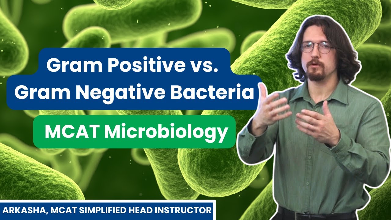 Gram Positive vs. Gram Negative Bacteria | MCAT Microbiology