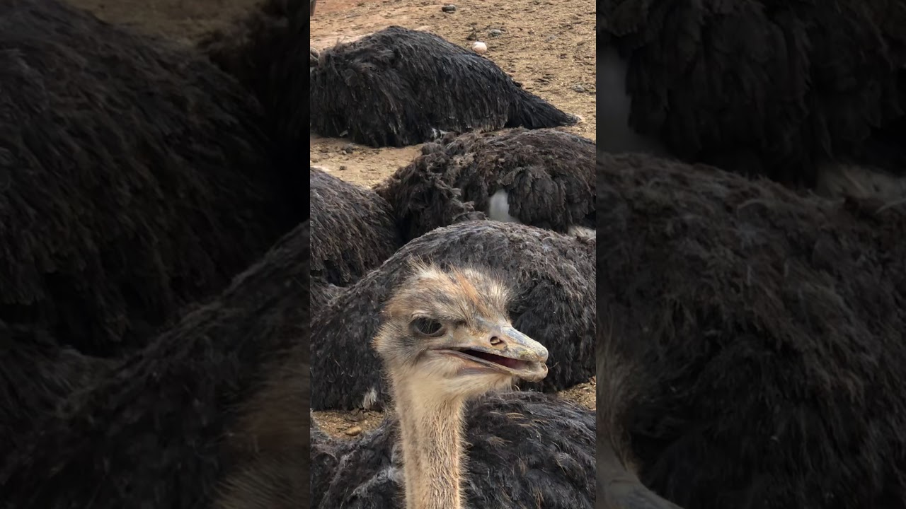 Highgate Ostrich Show Farm Oudtshoorn South Africa Garden Route January 2020