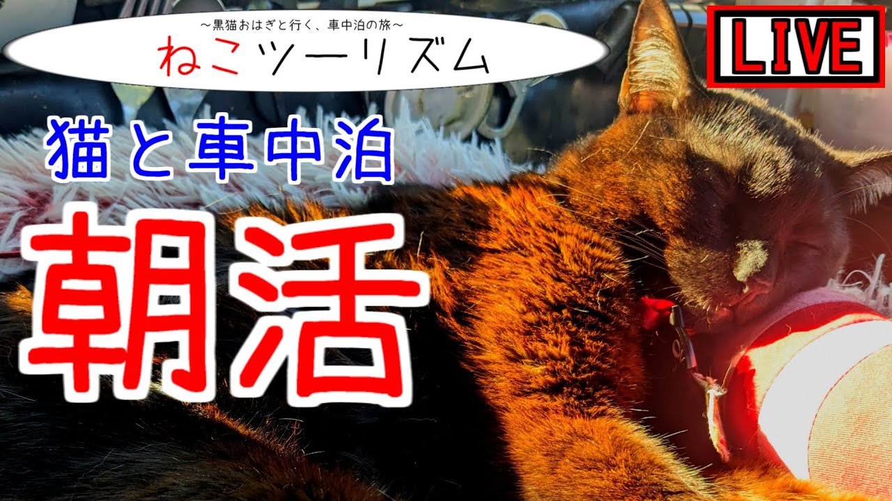 【猫と車中泊】福岡の朝