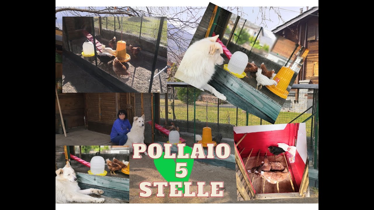 Come costruire un Pollaio 5 stelle ✨. comodissimo.