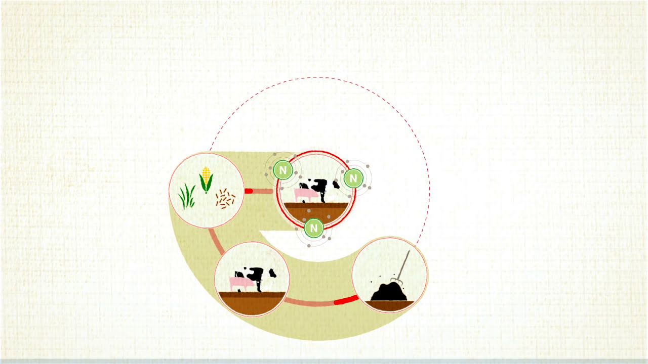 Ammonia problems livestock explained