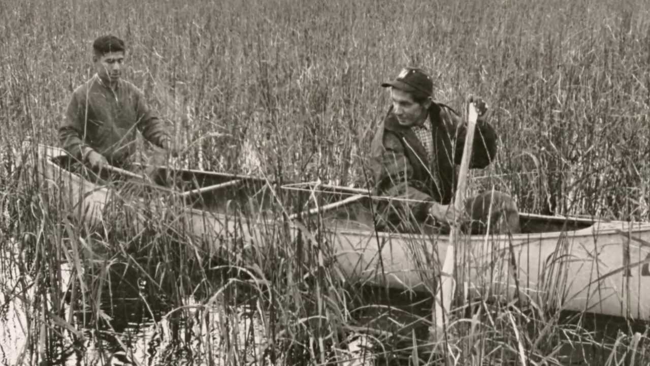 Harvesting Wild Rice with Sagkeeng Child and Family Services - 2012