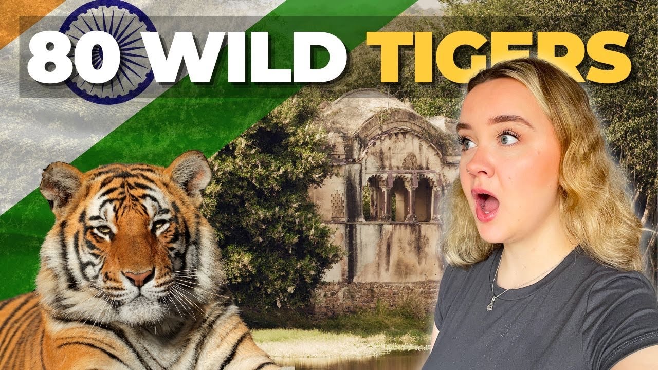 Searching for TIGERS In Ranthambore National Park (Safari in India)