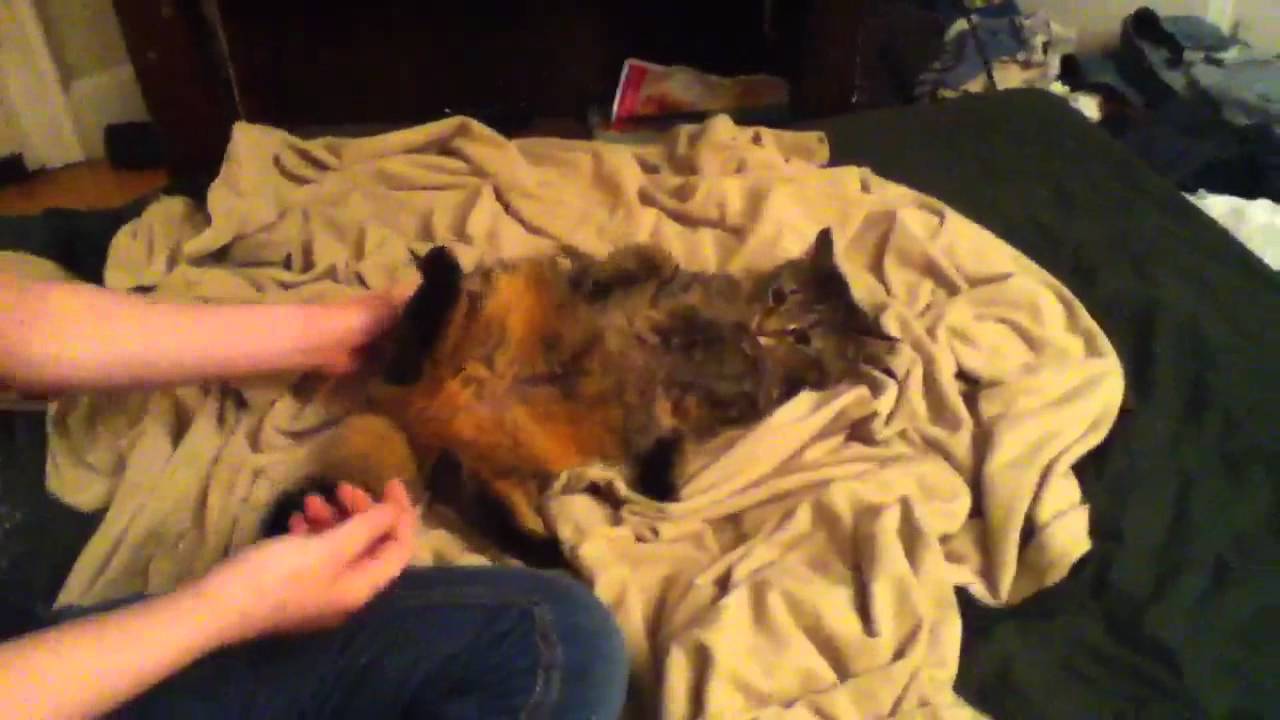 PMS cat
