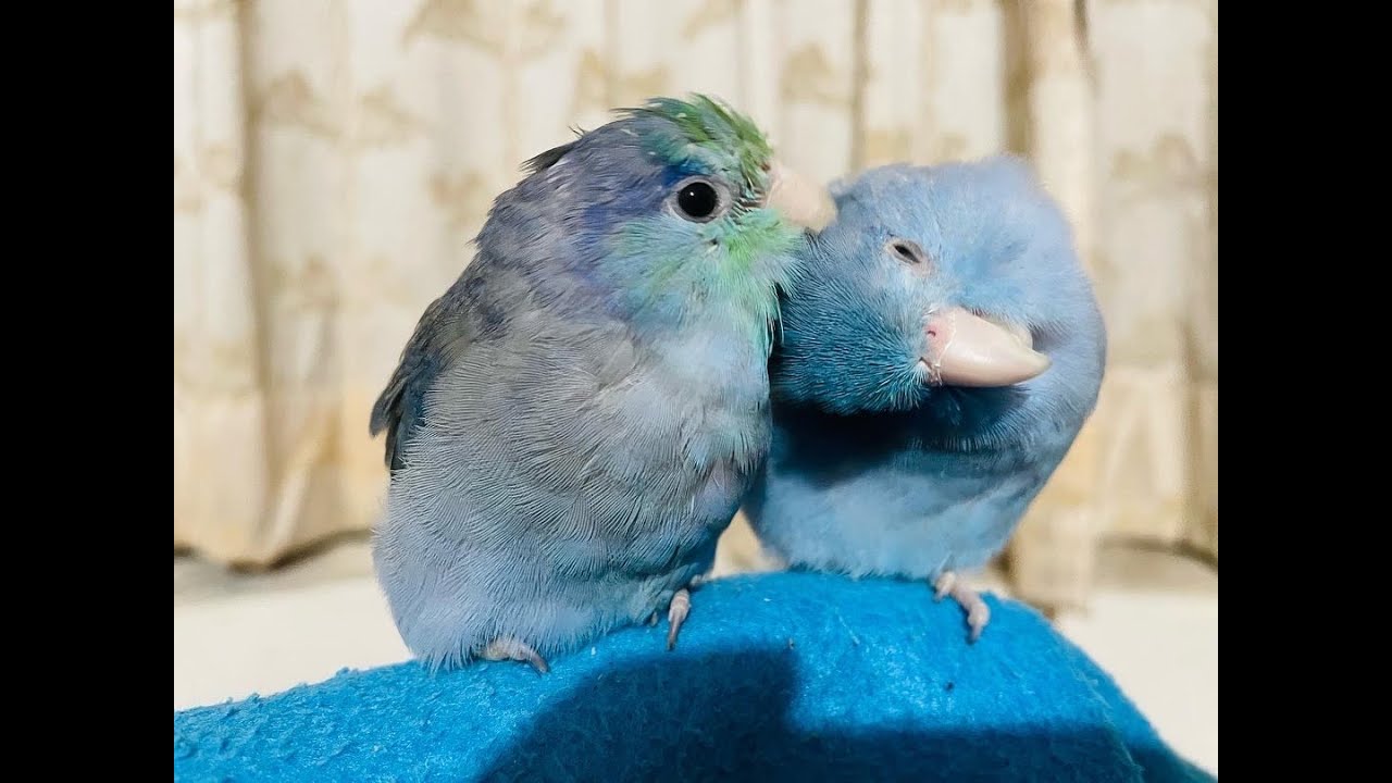 Pacific Parrotlets/太平洋鸚鵡萌寵  分享浪浪走失飼養生活點滴記錄