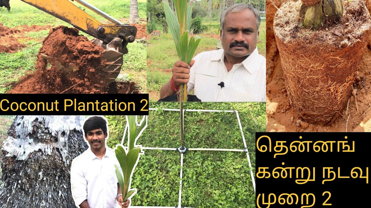 Coconut Plantation 2 | தென்னங்கன்று நடவு முறை 2 | thennainadavu | thennaimaramvalarpu