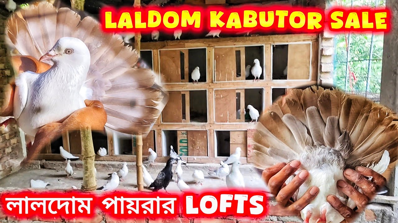 দক্ষিণ ২৪ পরগনার আকরাম দার লালদোম কবুতর। LALDOM KABUTOR LOFTS।@pigeonsloverrj9600