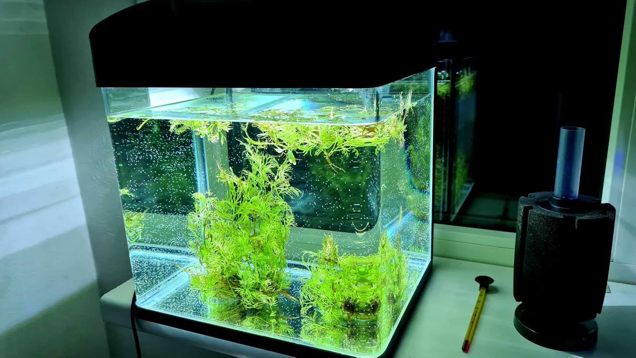 Amtra Laguna 30 LED Aquarium Review (de la Animax)