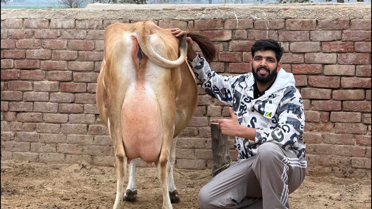 🛑Live🛑Sahib Dairy Farm || Call-95180-55688