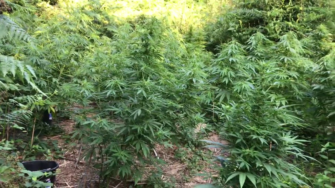Biggest outdoor weed grow UK 2020