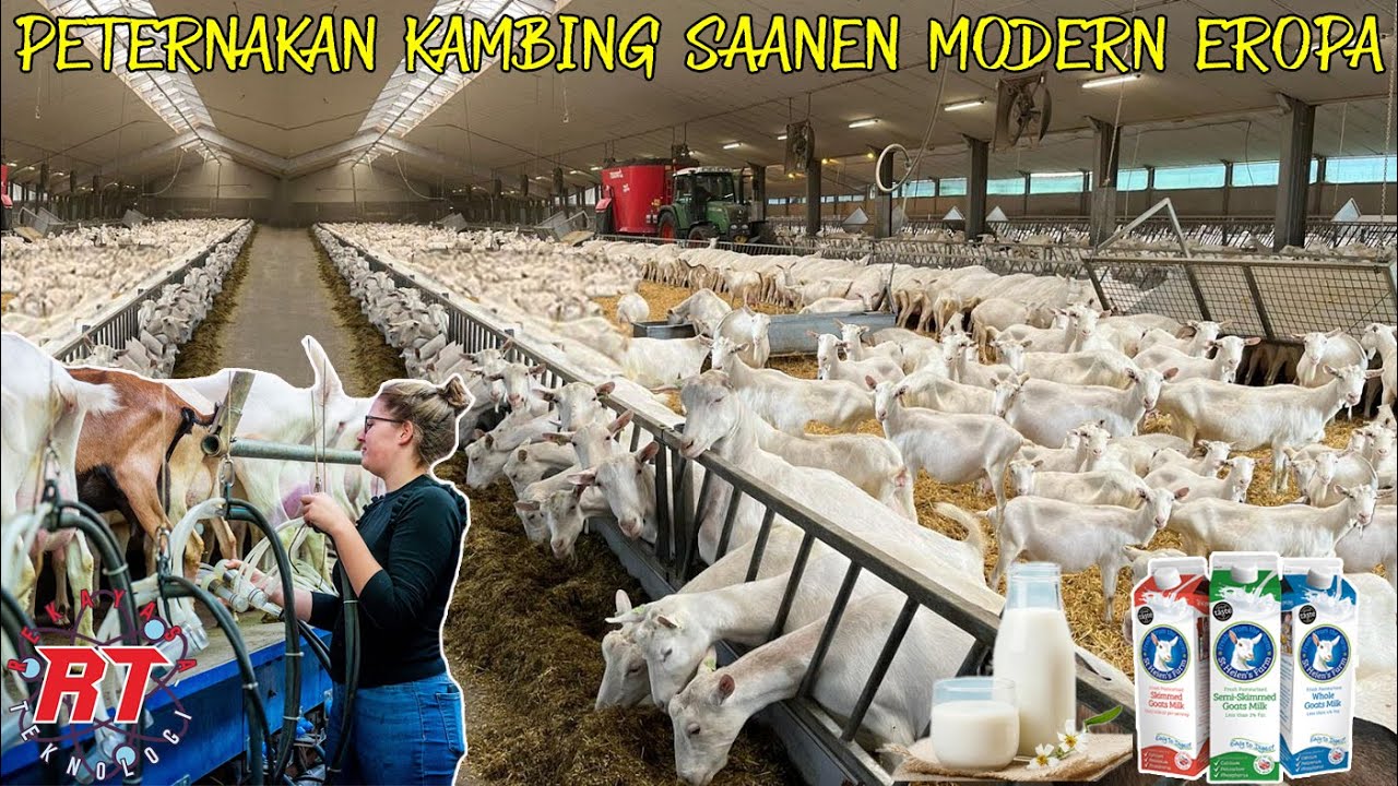PETERNAKAN KAMBING SAANEN MODERN UNTUK PEMERAHAN SUSU DI PRANCIS DAN BELANDA