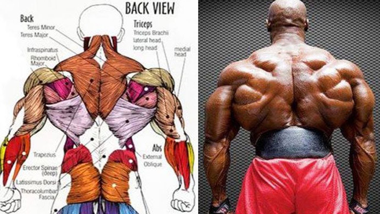 أقوى 9 تمارين الظهر وتعريض (جدول تدريبي) | back workout