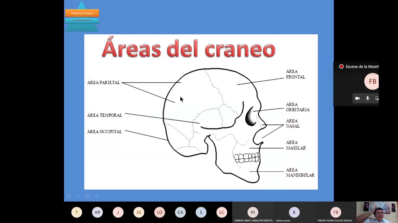Anatomía forense