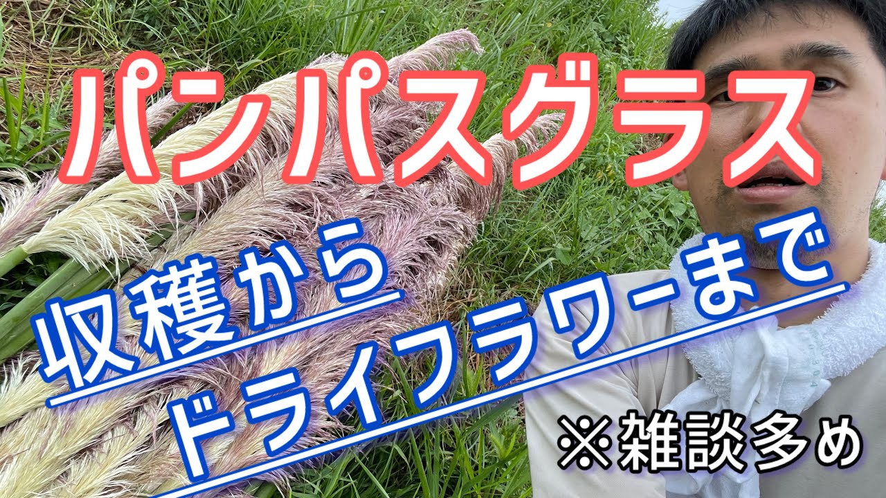 パンパスグラス　収穫からドライフラワーまで
