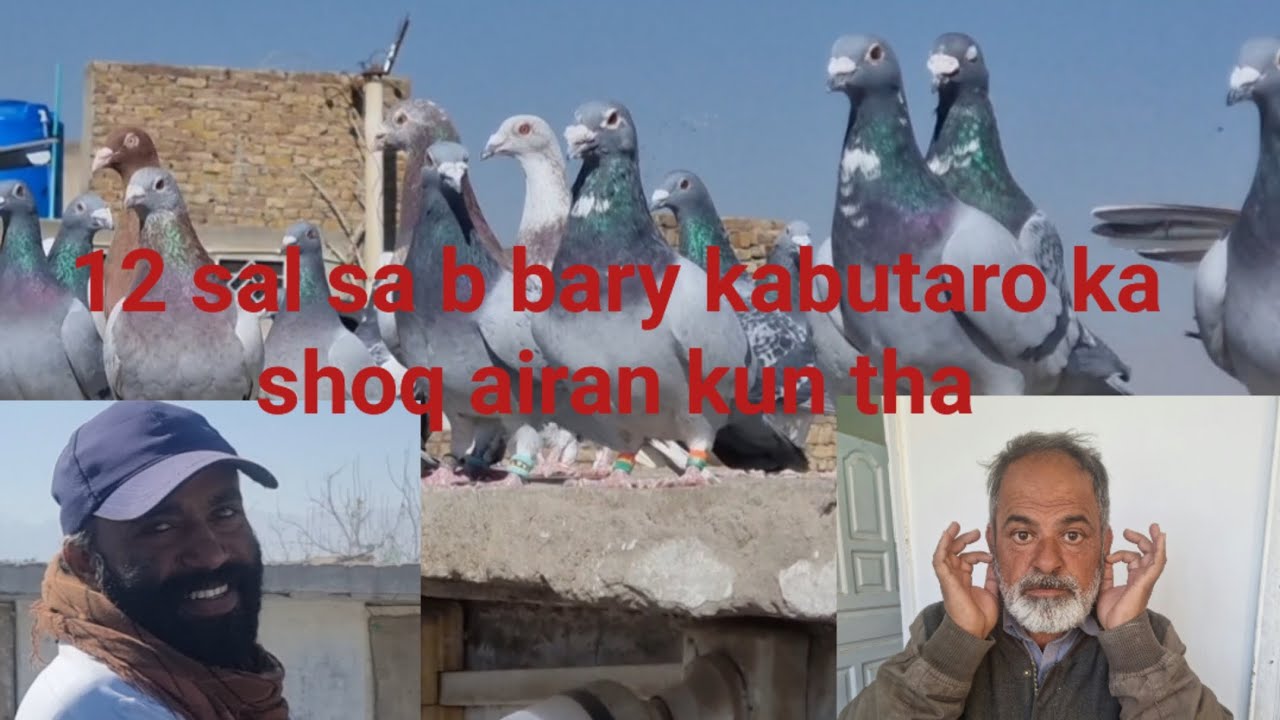 Aj ka shoq yadgar Raha Salman ustad k sath pora dekha k ap b airan o jainga#pigeon #kabootar #birds 