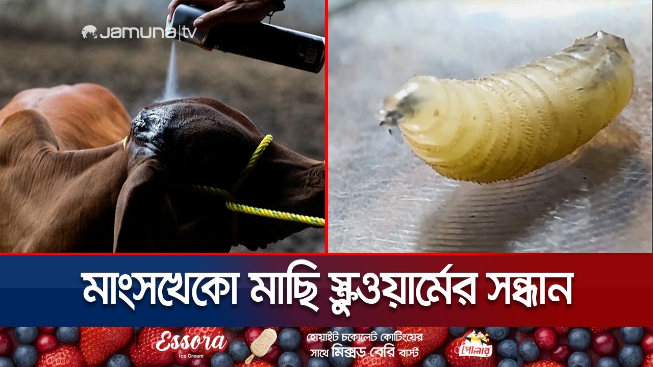 ৬ দশক পর ফিরল ভয়ংকর মাংসখেকো মাছি, টেক্সাসে আতঙ্ক | Screwworm Parasite | USA | Jamuna TV