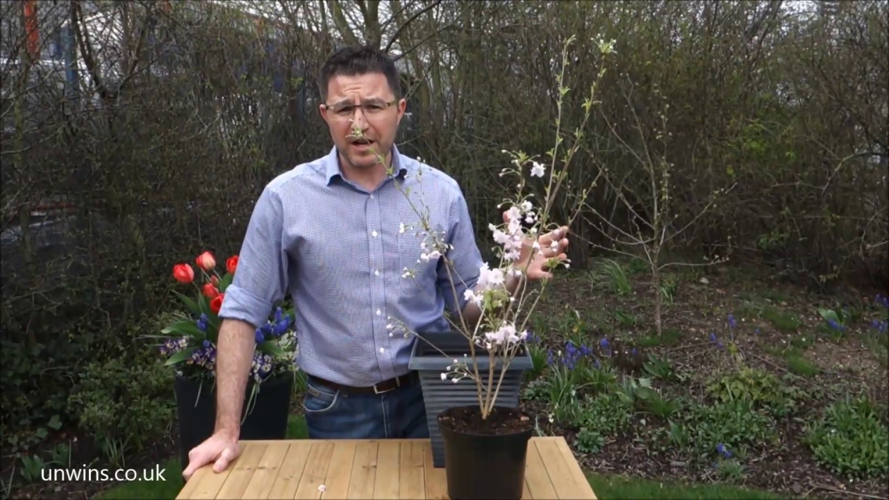 Unwins Prunus Incisa Oshidori - Flowering Cherry