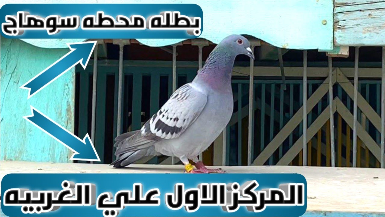 سباق محطه سوهاج 500 كيلو جو والحصول علي المركز الاول علي مستوي الغربيه (الحمام الزاجل)